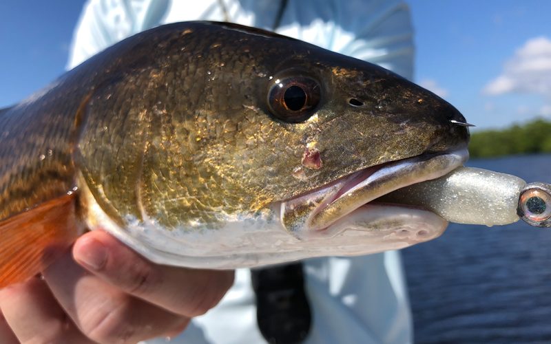 Best Redfish Lures: Top Picks for Inshore Saltwater Anglers