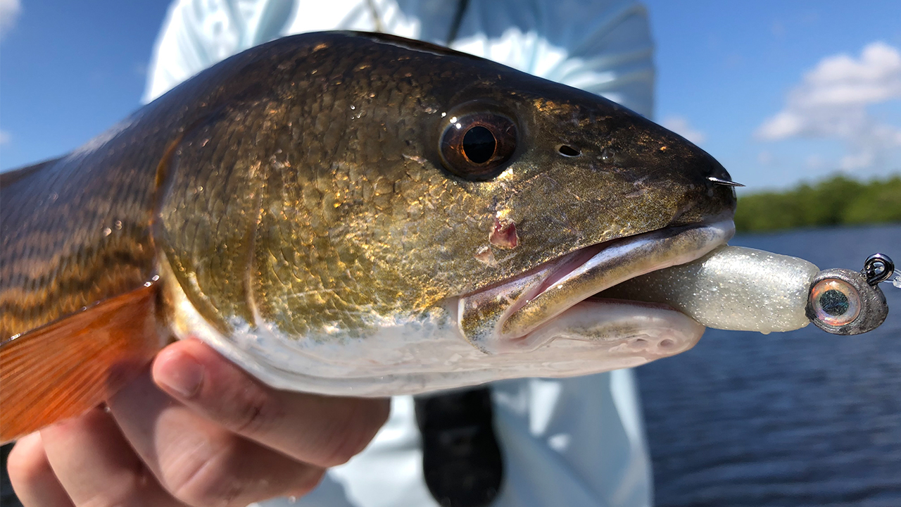 Best Redfish Lures: Top Picks for Inshore Saltwater Anglers