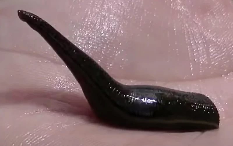 Leech in Michigan Nearby: What Swimmers Should Know About Local Species