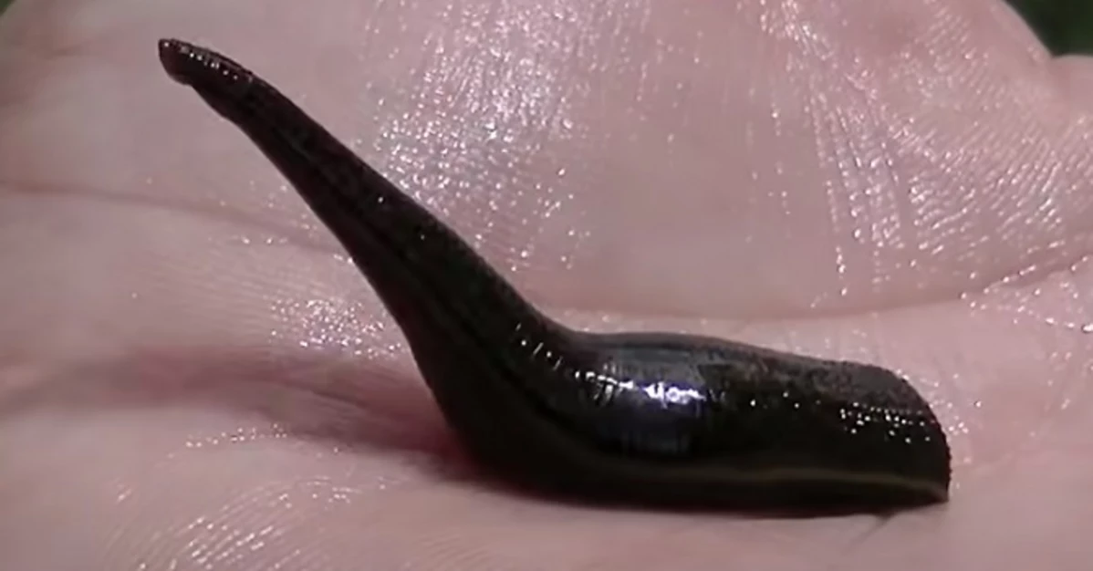 Leech in Michigan Nearby: What Swimmers Should Know About Local Species