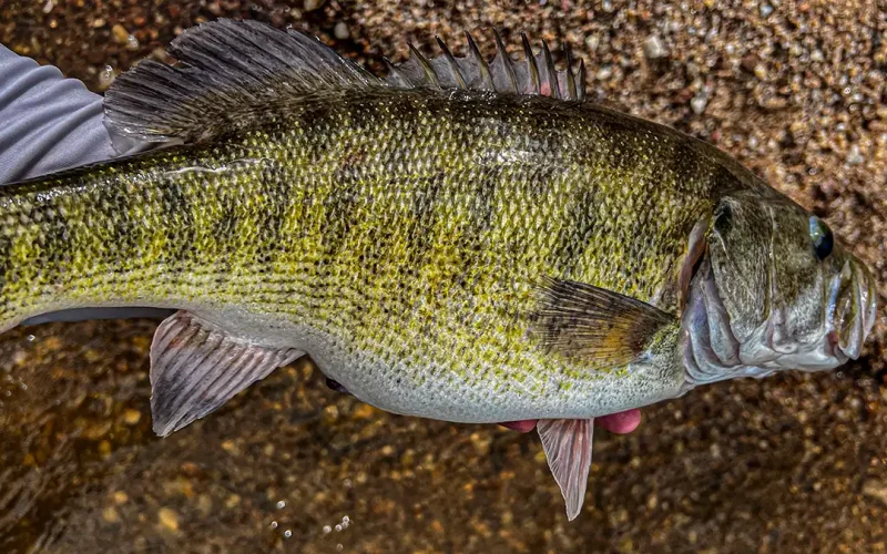 Shoal Bass: A Native Black Bass Species of the Southeastern US