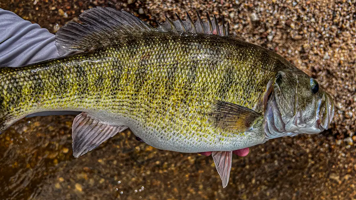 Shoal Bass: A Native Black Bass Species of the Southeastern US