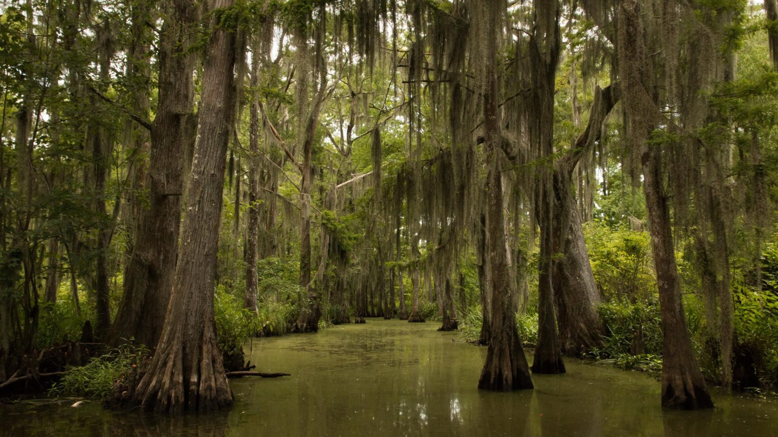 Exploring the Swamps in Louisiana: Ecology, Culture, and Conservation