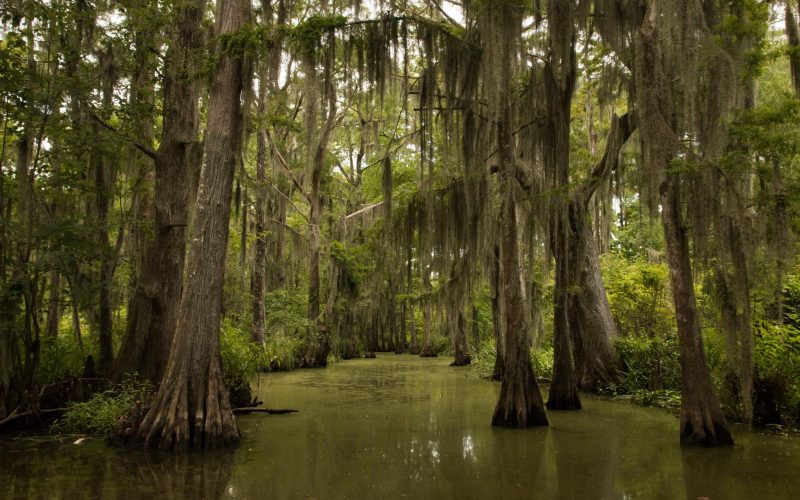 Exploring the Swamps in Louisiana: Ecology, Culture, and Conservation