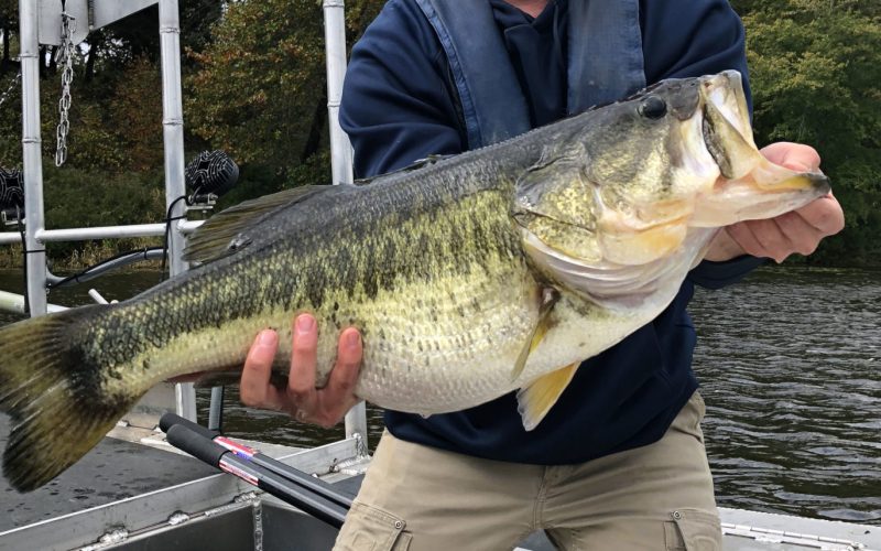 World’s Biggest Bass Fish: Record Catches and Species Facts