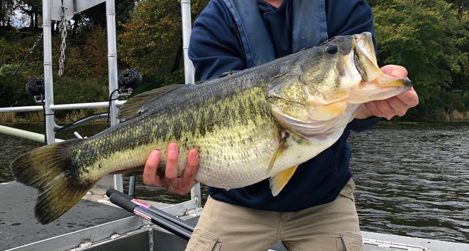 World’s Biggest Bass Fish: Record Catches and Species Facts
